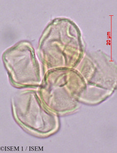 ISEM 1/Urophyllum_glabrum_27978/Urophyllum_glabrum_27978_0001(copy)_thumb.jpg